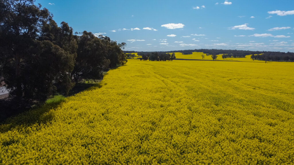 York's Canola Farm in Perth Australia