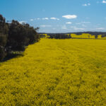 York's Canola Farm in Perth Australia