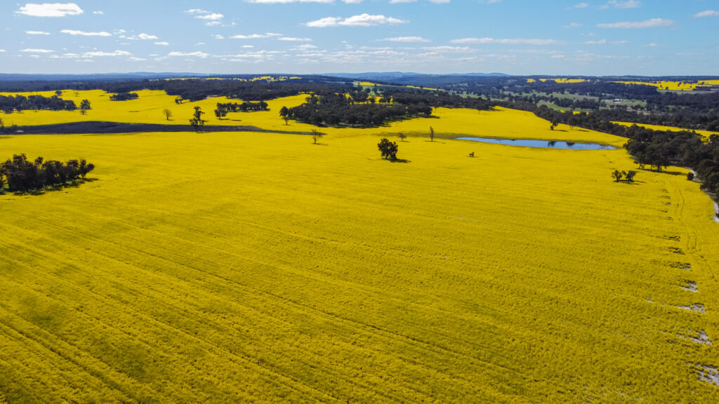 The Canola Farm Shire of York