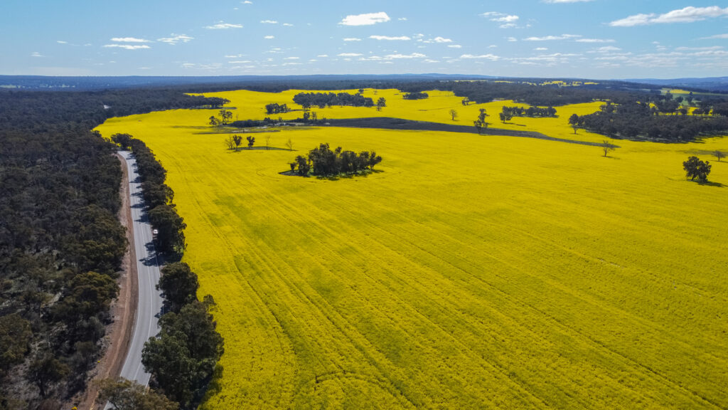 Canola Farm in York
